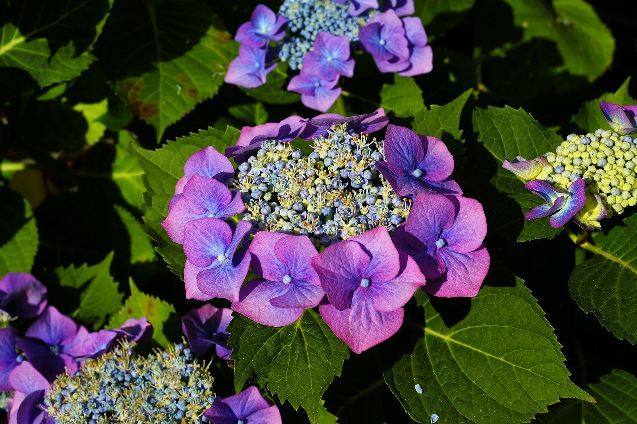 ６月の紫陽花